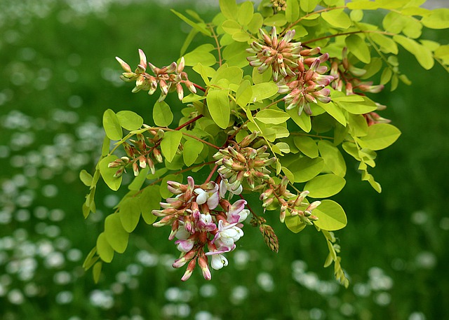 Battling Insects