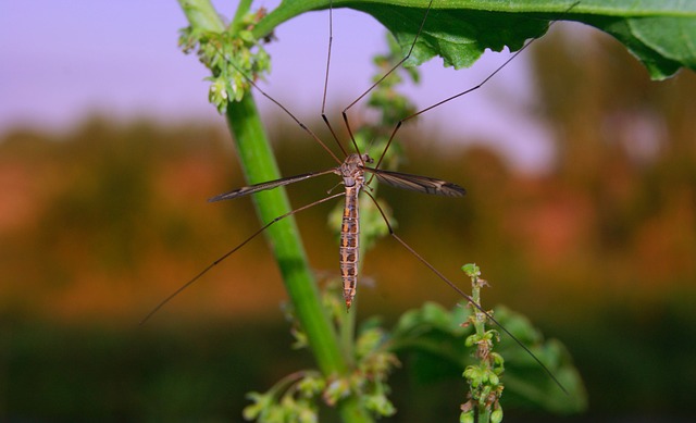 Battling Insects