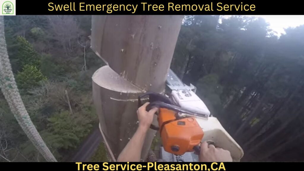 Tree Service in Pleasanton CA