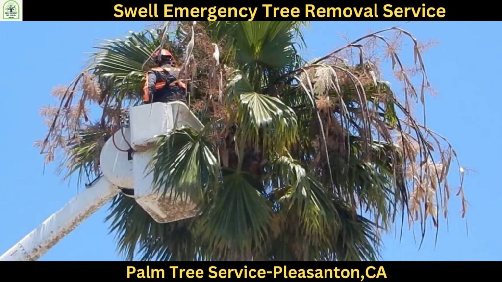 Palm Tree Service in Pleasanton,CA