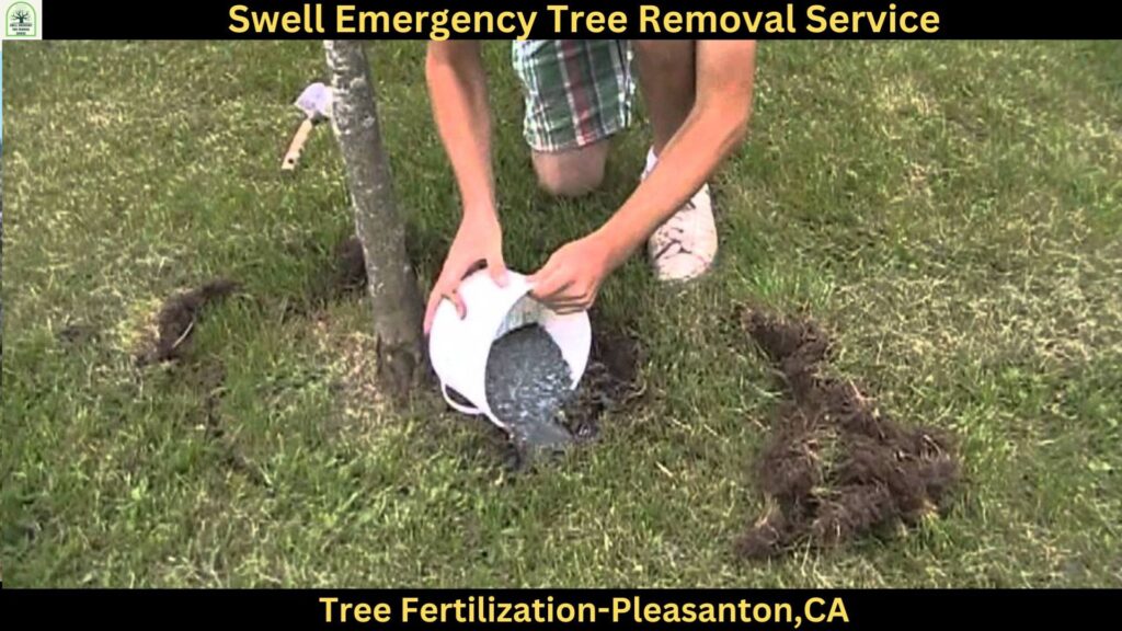 Tree Fertilization in Pleasanton CA