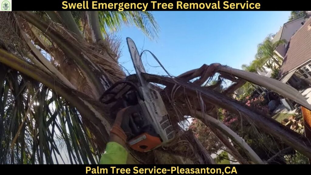 Palm Tree Service in Pleasanton CA
