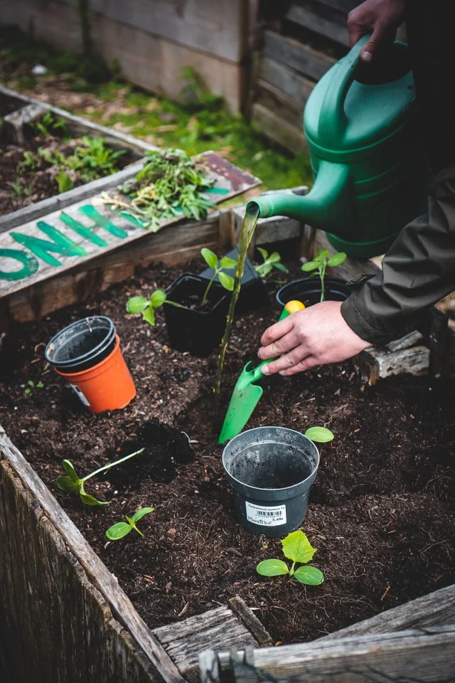 Fall planting and why we choose to plant trees in the fall?