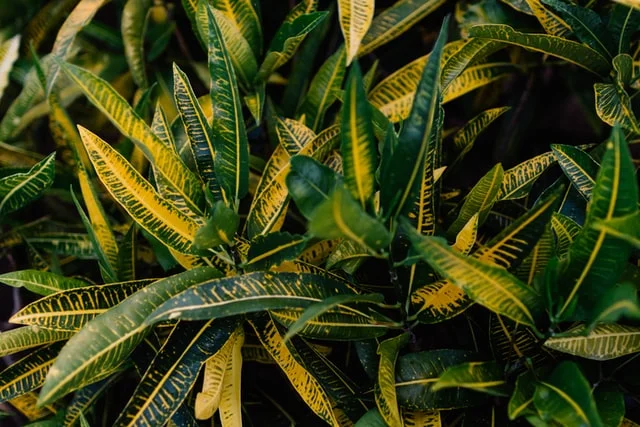 Variegated Leaves 