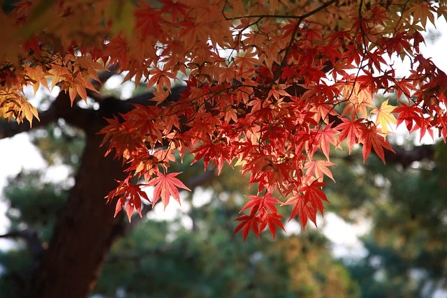 The Maples