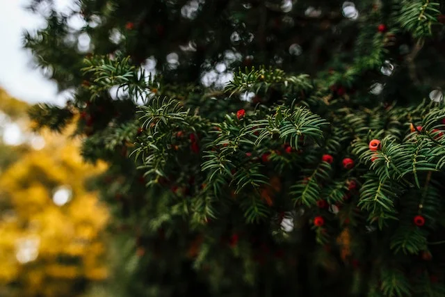 Ornamental Tree